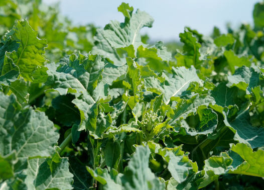 Promocja Syngents na środki ochrony roślin - rzepak